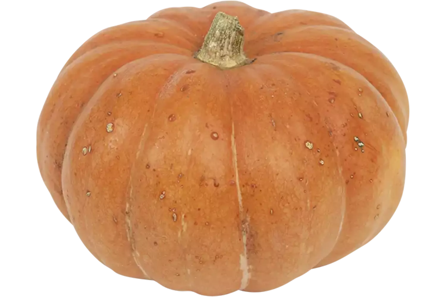 Pompoen Ameroni (1,5 tot 3 kilo) kist 1 stuk